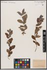 Foto von Salix aurita L.